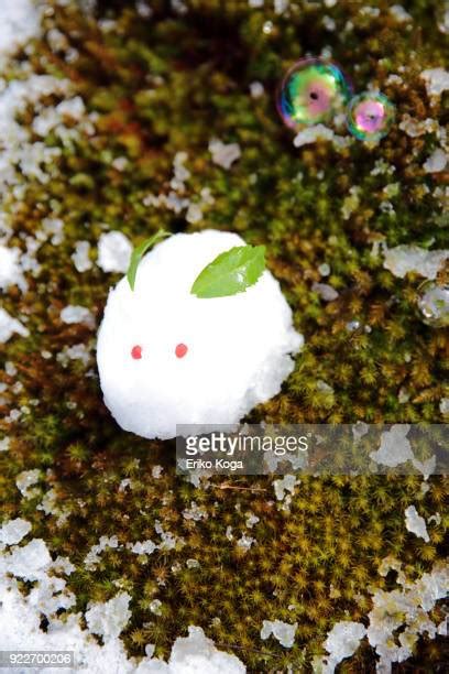 ニホンノウサギ ストックフォトと画像 Getty Images