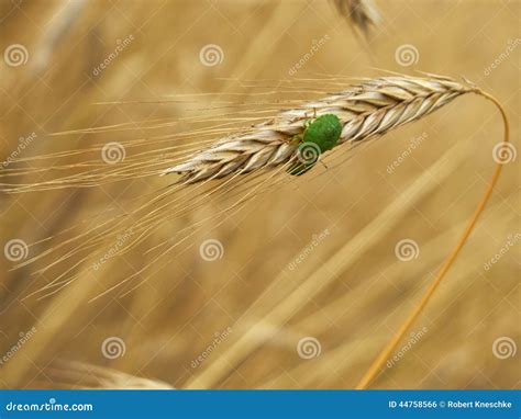 Green Stink Bugs On Wheat Stock Photo Image Of Wheat 44758566