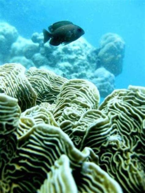 Pemesanan paket wisata pulau seribu di tokopedia wisata pulau seribu jakarta paket wisata ke pulau seribu, kapal mancing dan sewa kapal sudah dapat dipesan melalui tokopedia. Wisata Pulau Seribu (Tempat Wisata di Kepulauan Seribu Resort)