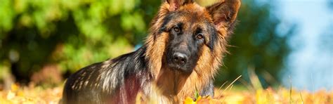 How To Groom A Long Haired German Shepherd Dog