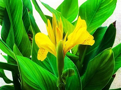 How do i send virtual flowers. Here Are Some Virtual Flowers For Your Mom On Mother's Day