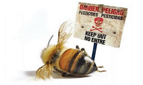 Usda Suspends Honeybee Research Despite Rapid Decline Of