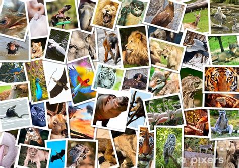 Fototapete Verschiedene Tiere Collage Pixersde