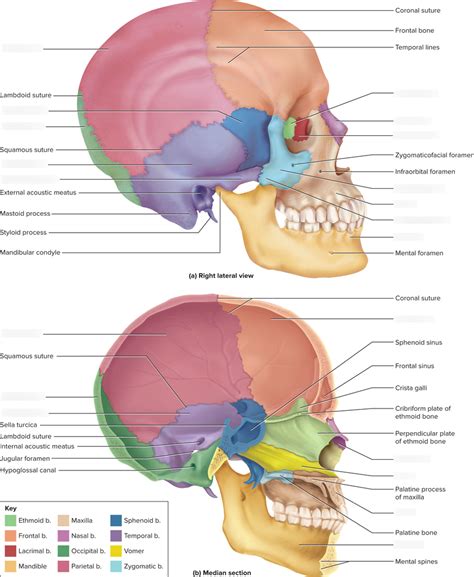 Skull Lateral View Diagram Quizlet