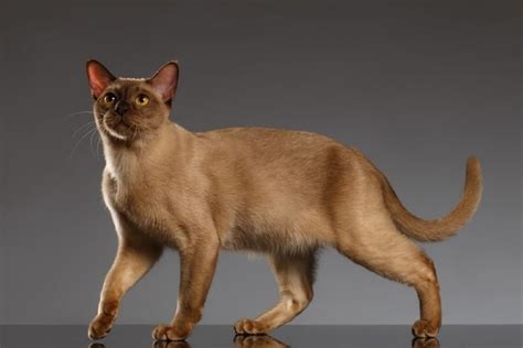 Are Burmese Cats Hypoallergenic The Science Behind Cat Allergies We