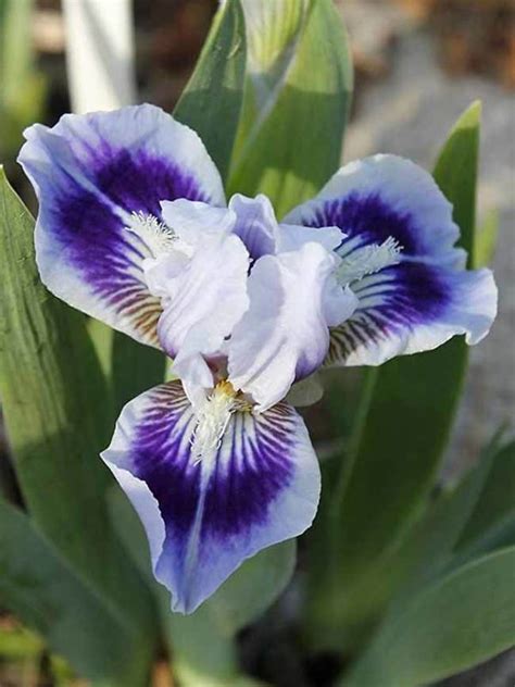 Iris Ice And Indigo Bluestone Perennials