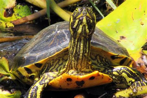 How To Tell If Your Yellow Bellied Slider Is Female Or Male Petdt