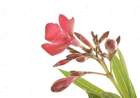 Hardy Red Oleander Close Up Stock Photo Image Of Blooming Bloom
