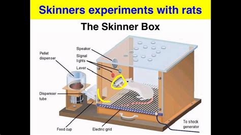 Operant Conditioning Skinner Box Experiment Vce Psychology Youtube