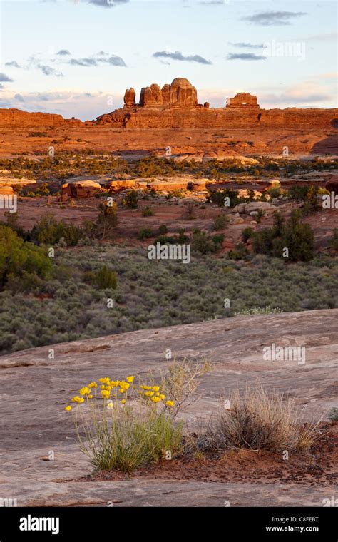 Wooden Shoe Rock Formation And Stemless Woollybase Hymenoxys Acaulis