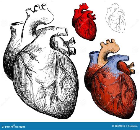Corazón Realista Ilustración Del Vector Ilustración De Rojo 22875012