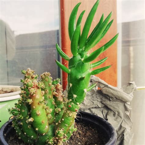 Austrocylindropuntia Subulata F Monstrosa Christmas Tree Cactus Eve