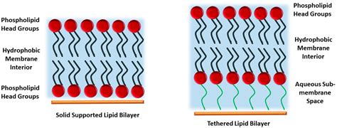 Lipid Bilayer Membranes Chemistry Libretexts