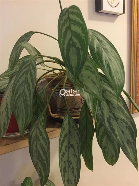 House Plants Qatar Living