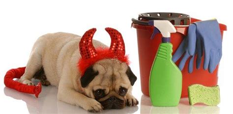 Best Carpet Cleaner for Pet Urine 2020 🐕 - 🐈 Reviews ...