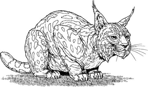 Bobcat Sneaking Around Coloring Pages Best Place To Color Android Tab