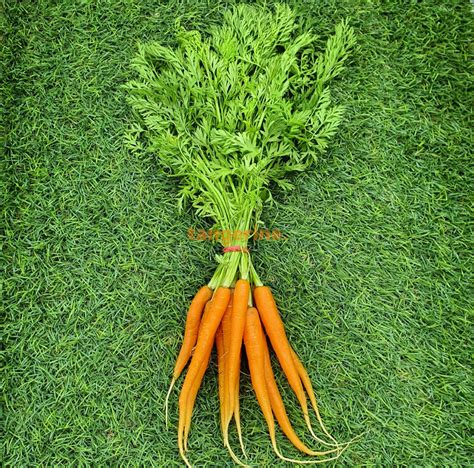 Baby Carrot With Leaves Tangerine