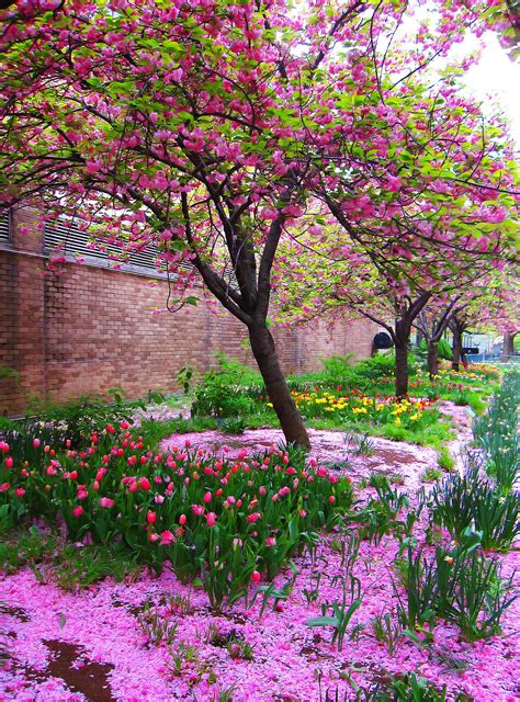 Pink Dreams Beautiful Nature Pictures Most Beautiful Gardens