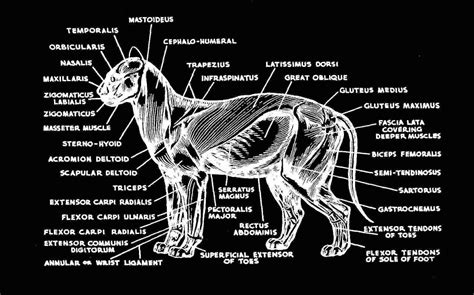 Cat Muscle Anatomy Diagram