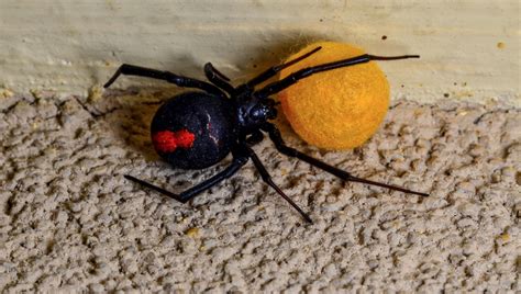 Tiny But Deadly The Worlds Most Poisonous Spiders Animal Sake