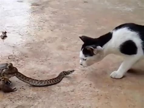 They tend to do it when they're in conflict with another cat, feeling insecure, or looking for a mate. Watch: Moment Hungry Frog Eats Poor Snake While A Curious ...