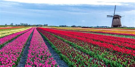 A Brief Guide To Tulip Season And Dutch Flower Fields I Boat Bike Tours