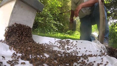 How To Catch A Swarm Of Bees Youtube