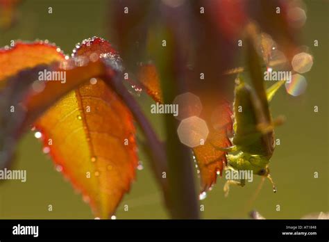 Katydid Hiding Among Dew Covered Rose Leaves Stock Photo Alamy