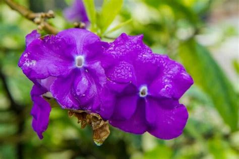 20 Fragrant Purple Flowers That Have Pleasant Scents To Enjoy