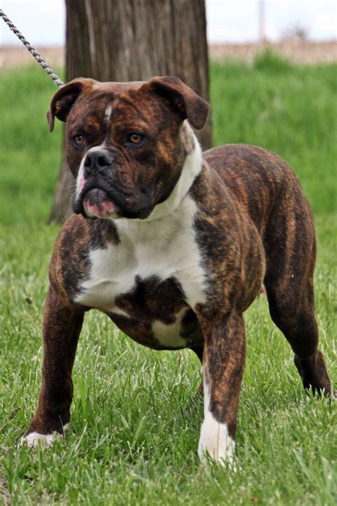53 Olde English Bulldog Breeder Photo Bleumoonproductions