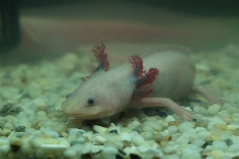 Flickriver Photoset Animals Axolotls Mexican Walking Fish By
