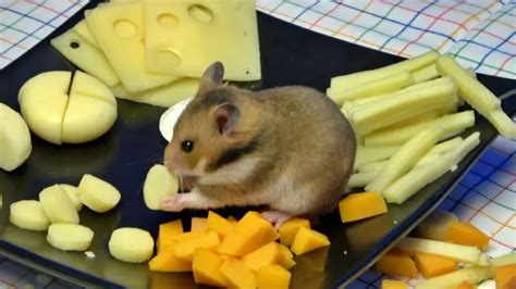 Is It Safe To Feed Cheese To My Hamster Zoonerdy