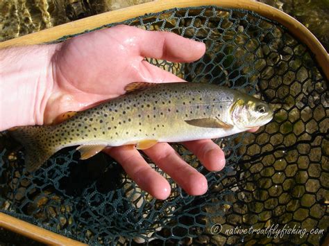 Native Trout Fly Fishing Yellowstone Cutthroat Trout