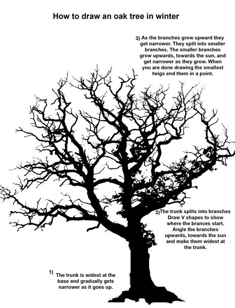 How to draw a pine tree. oak tree realistic clipart to add to photoshop - Clipground