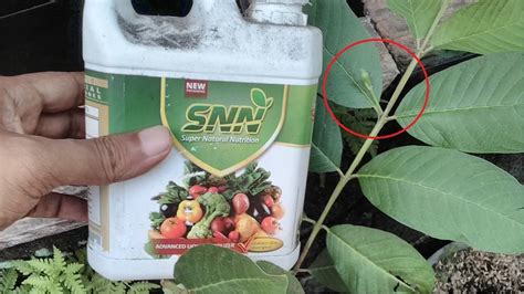 Nah, jambu kristal ini yang paling banyak digemari di indonesia. CARA MENGATASI KERONTOKAN BUNGA TABULAMPOT JAMBU KRISTAL ...