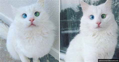Haiwan ini dapat bergerak di tanah dan meninggalkan habitat air selama tiga hari, untuk mencari sumber makanan baru. Inilah Mata Kucing Paling Cantik dan Pelik di Dunia ...