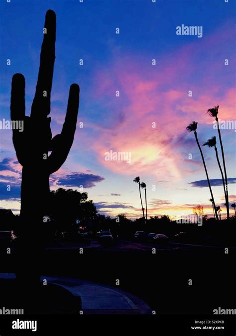 Saguaro Cactus Silhouette Stock Photo Alamy