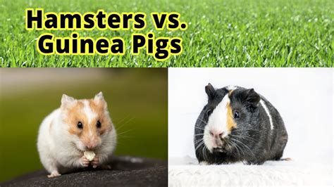 Hamsters Vs Guinea Pigs How To Distinguish Them Youtube