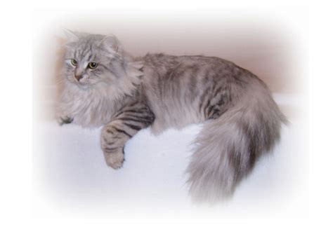 The siberian cat is moderately active. HYPOALLERGENIC Siberian Cats (NY "BREEDERS") See our ...