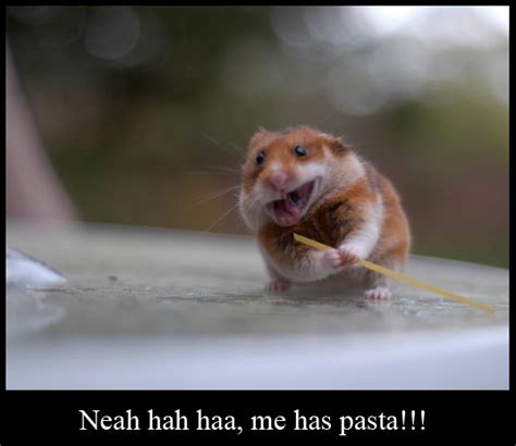 Really Funny Pictures Greedy Hamsters