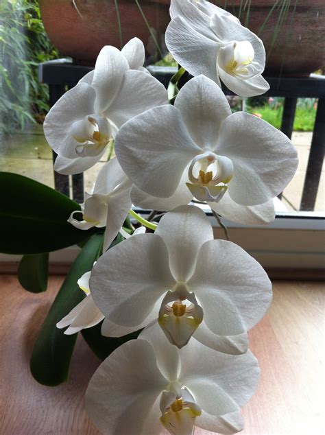 White Orchid Sunils Garden