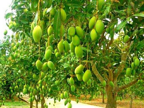 The philippine mangos still stand out internationally. Mango tree & fruit | Mango tree, Fruit trees, Mango