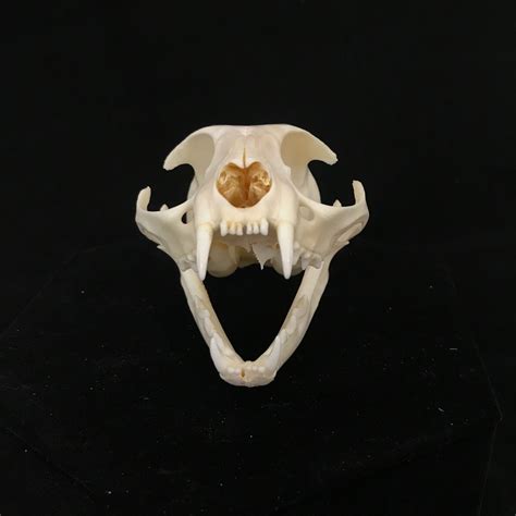 Real Bone Domestichouse Cat Skull Available For Purchase At Natur