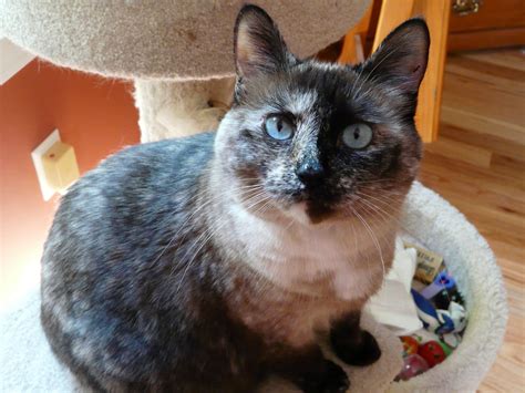 Such A Pretty Girltortie Siamese Siamese Cats Cats Meow Dolly