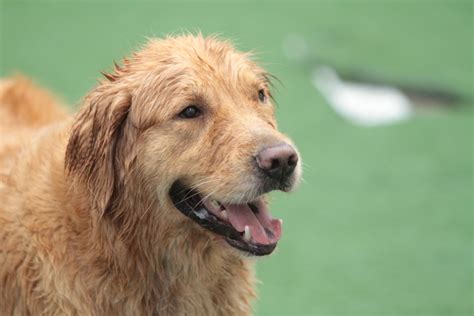 We did not find results for: Gerência de Proteção Animal de Caruaru passa a oferecer ...