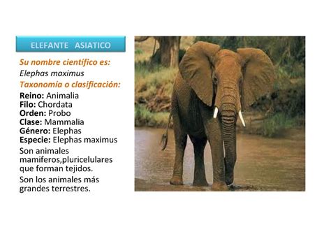 Calaméo Elefante Asiatico