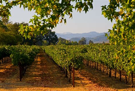 Sonoma Valley The Ideal Wine Country Destination Vinessetoday
