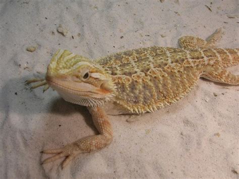 Bearded Dragon Juvenile 3 Months Flickr Photo Sharing
