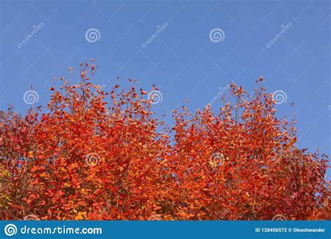 Fall Autumn Tree With Red Foliage Leaves Against A Beautiful Blue Sky