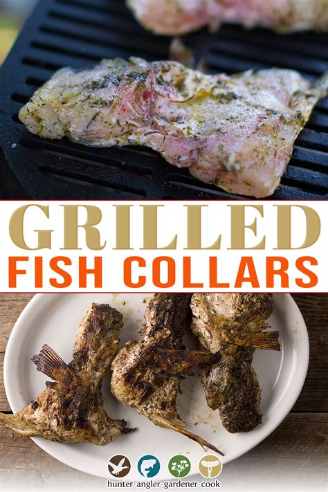 Grilling time for a filet will be. Grilled Fish Collars in 2021 | Recipes, Grilled fish ...